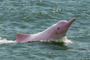 Delfini rosa