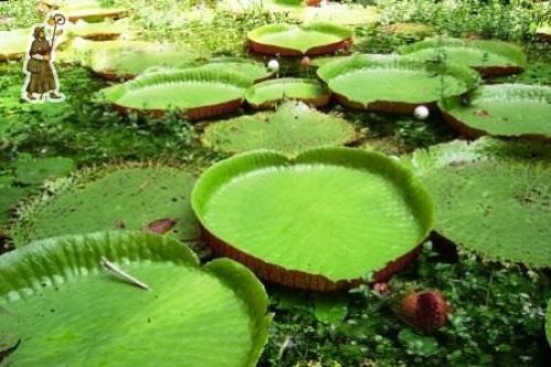 Amazzonia