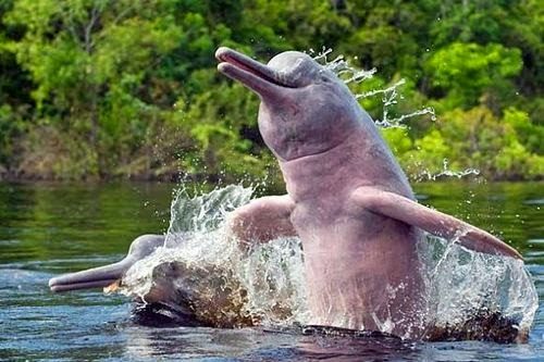 Delfini rosa