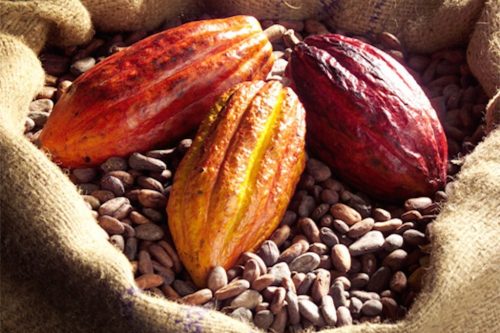 cacao