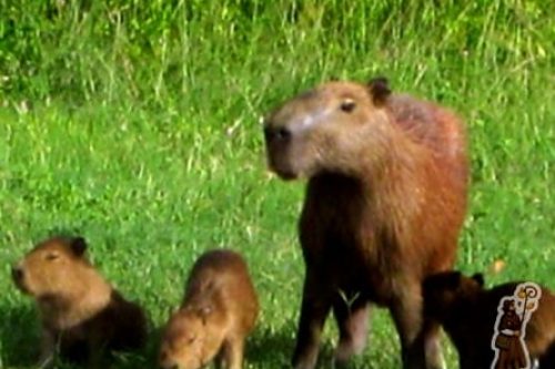 PANTANAL