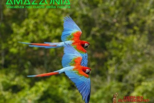 Amazzonia