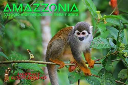 Amazzonia