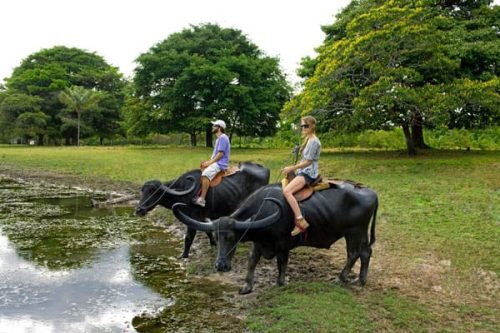 Marajó