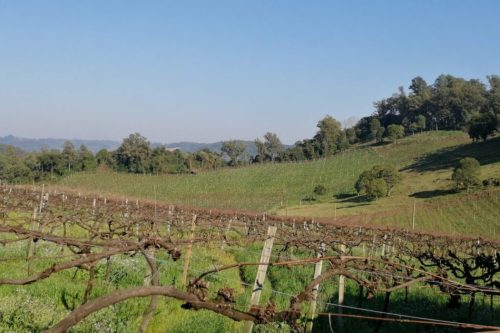 Vale dos Vinhedos